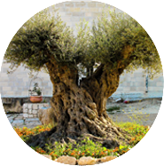 Фитогеография Иерусалима: полевой семинар по ботанике